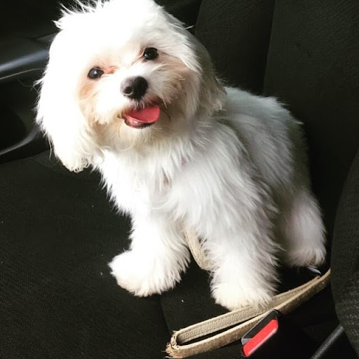 Explore maltese cross tattoo ideas, creative tattoo ideas in Delray Beach, available at Imaginarium ink