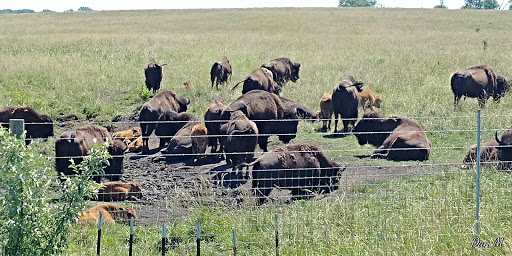 Nature Preserve «Midewin National Tallgrass Prairie», reviews and photos, 30239 S. State Route 53, Wilmington, IL 60481, USA
