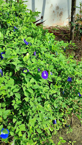 MapleBear Bukit Batok - Kindergarten