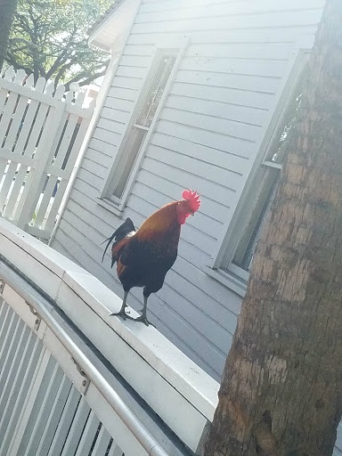 Museum «Ybor City State Museum», reviews and photos, 1818 E 9th Ave, Tampa, FL 33605, USA