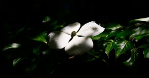 New Jersey Botanical Garden - photo 39