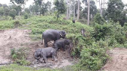 elephant nature life chiang mai