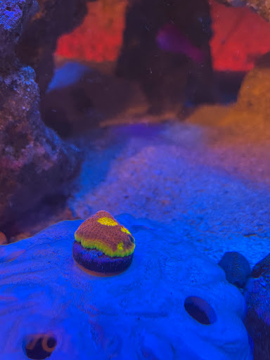 Tropical Fish Store «Fintastic Aquariums», reviews and photos, 3305 NW Main Ave, Jensen Beach, FL 34957, USA