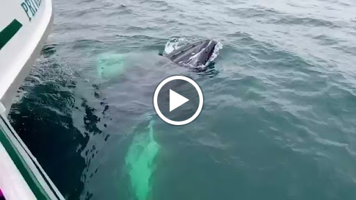 Whale Watching Tour Agency «7 Seas Whale Watch», reviews and photos, 63 Rogers St, Gloucester, MA 01930, USA