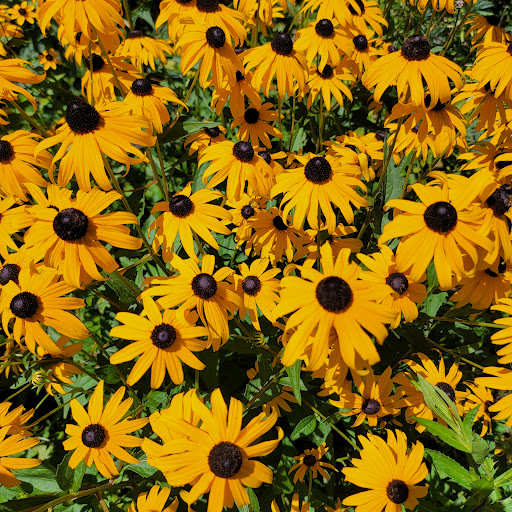 Tourist Attraction «Blithewold Mansion, Gardens & Arboretum», reviews and photos, 101 Ferry Rd, Bristol, RI 02809, USA