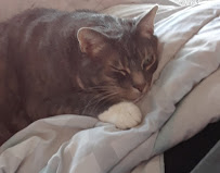 Compassionate Cat Care, LLC - Photo 4 - Car repair in , Indianapolis