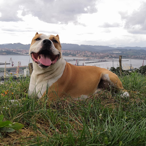Tartanga Hospital Clínico Veterinario en Getxo