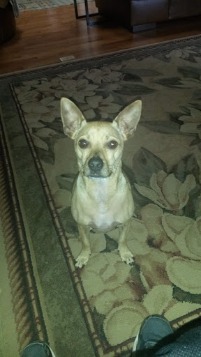 Pet Supply Store «PetSmart», reviews and photos, 3 McKenna Rd, Arden, NC 28704, USA