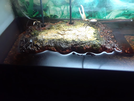 Tropical Fish Store «Something Fishy», reviews and photos, 954 S Wayne Rd, Westland, MI 48186, USA