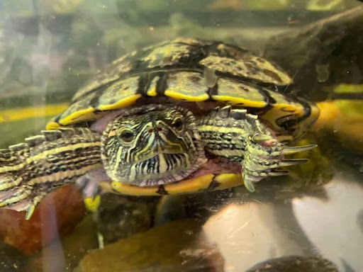 Florist «Nicola Flora», reviews and photos, 1219 Bellevue Ave, Richmond, VA 23227, USA