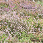 Photo n° 2 de l'avis de Yannick.a fait le 15/10/2018 à 08:49 pour Parc naturel régional d'Armorique à Le Faou