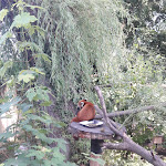 Photo n° 12 de l'avis de Alexandre.u fait le 04/08/2018 à 16:51 pour Zoo d'Amiens Métropole à Amiens