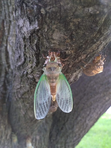 Park «Cumberland Terrace Park», reviews and photos, 426 S Warrington Rd, Des Plaines, IL 60016, USA