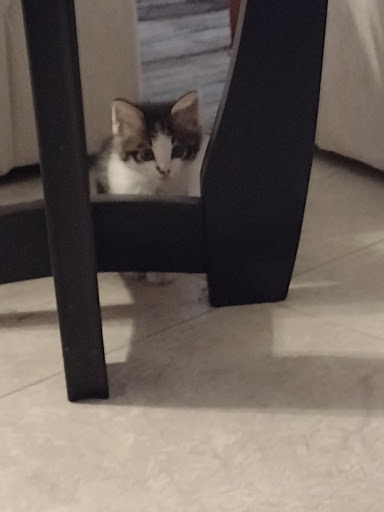 Pet Supply Store «Petco Animal Supplies», reviews and photos, 1835 E Guadalupe Rd #112, Tempe, AZ 85283, USA