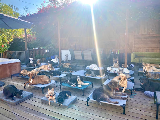All Dogs Society image