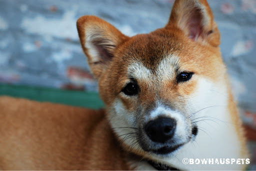 Dog Day Care Center «The Bowhaus Pet Company», reviews and photos, 2472 E Colorado Blvd, Pasadena, CA 91107, USA