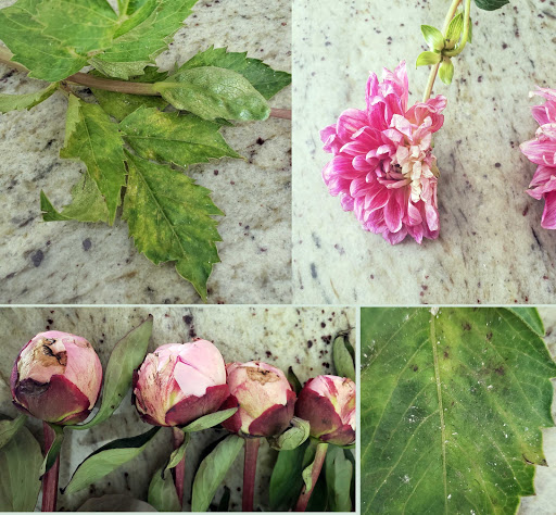 Garden Center «Ladera Garden & Gifts», reviews and photos, 3130 Alpine Rd #380, Portola Valley, CA 94028, USA