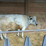 Photo n°22 de l'avis de Rudy.o fait le 26/02/2023 à 15:42 sur le  Farm Brusignone à Montesiro