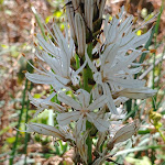 Photo n° 3 de l'avis de Steve.A fait le 04/05/2019 à 07:00 pour Landes de la Borderie à Montrollet