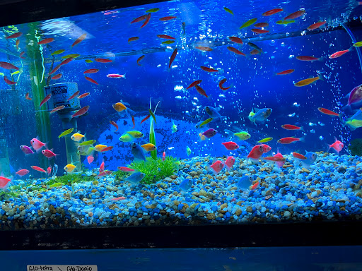 Tropical Fish Store «Fishy Business», reviews and photos, 911 E Church St, Lexington, TN 38351, USA