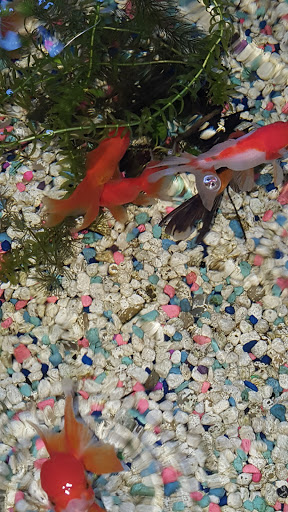 Tropical Fish Store «Age of Aquariums», reviews and photos, 118 N Cedar Ave, Cookeville, TN 38501, USA