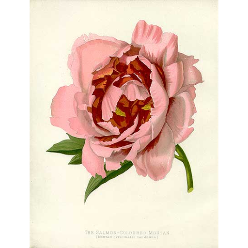 Florist «Red Mountain Florist, Inc.», reviews and photos, 6727 E McDowell Rd #105, Mesa, AZ 85215, USA