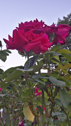 Dog Park «Brookdale Dog Park», reviews and photos, W Circuit Dr, Montclair, NJ 07043, USA