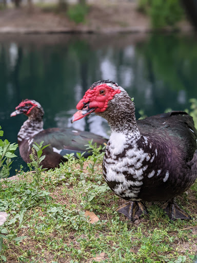 Park «Terry Hershey Park», reviews and photos, 15200 Memorial Dr, Houston, TX 77079, USA