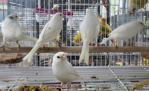 Pet Store «Louis Birds Pets & Supplies», reviews and photos, 80 Keyes St, San Jose, CA 95122, USA
