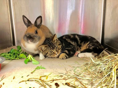 Clinique Veterinaire Renoir à Cuincy