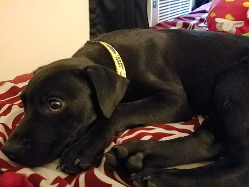 Pet Adoption Service «Humane Society for Greater Nashua», reviews and photos