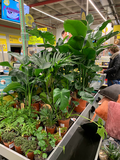 Plants stores Antwerp