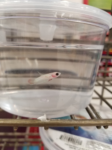 Pet Supply Store «Petco Animal Supplies», reviews and photos, 777 Stillwater Ave, Bangor, ME 04401, USA