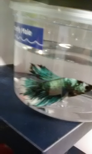 Pet Supply Store «Petco Animal Supplies», reviews and photos, 48 Watertower Plaza, Leominster, MA 01453, USA