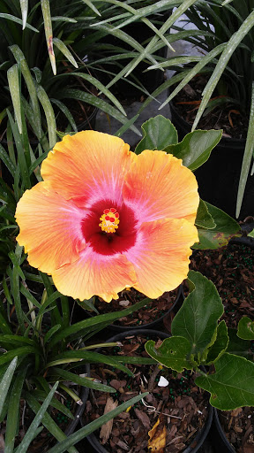 Paintball Center «Battle Town Paintball Field», reviews and photos, 18225 SW 188th St, Miami, FL 33187, USA