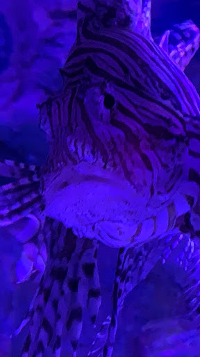 Aquarium «Via Aquarium», reviews and photos, 93 W Campbell Rd, Schenectady, NY 12306, USA