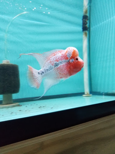 Pet Store «Pet World Ltd», reviews and photos, 14501 Warwick Blvd, Newport News, VA 23608, USA