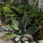 Photo n°2 de l'avis de Iole.a fait le 30/07/2019 à 12:43 sur le  Hotel Crystal Palace à Casamicciola Terme