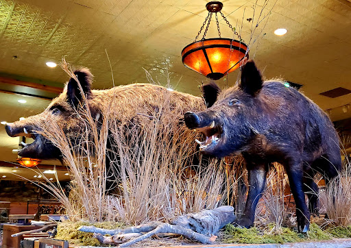 Sporting Goods Store «Bass Pro Shops», reviews and photos, 11550 Lakeridge Pkwy, Ashland, VA 23005, USA