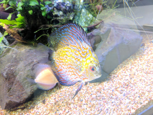 Tropical Fish Store «Aquatouch», reviews and photos, 12040 N 32nd St, Phoenix, AZ 85028, USA