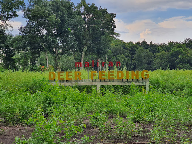 Penangkaran Rusa Maliran (Kesambi Trees Park)