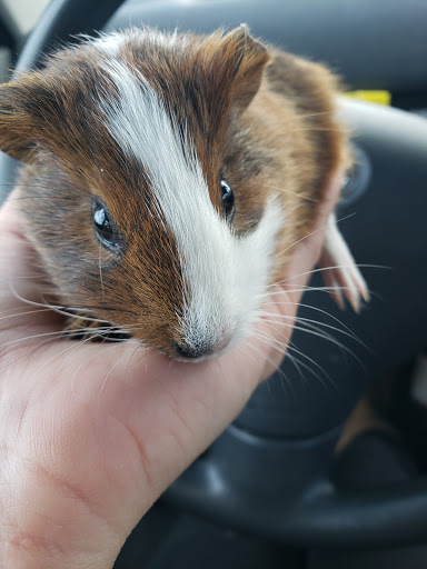 Pet Supply Store «PetSmart», reviews and photos, 1050 McKinley Pl Dr #30, San Marcos, TX 78666, USA