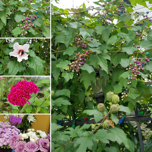 Florist «Convention Floral», reviews and photos, 5932 3rd St NW, Washington, DC 20011, USA