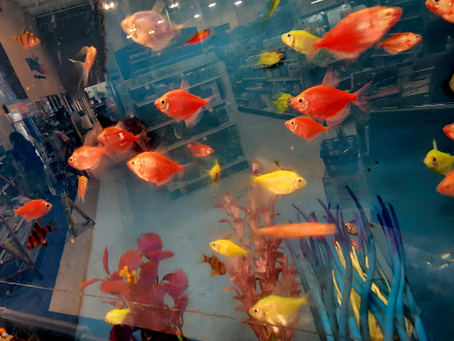 Pet Supply Store «PetSmart», reviews and photos, 8105 Moores Ln Ste 1300, Brentwood, TN 37027, USA