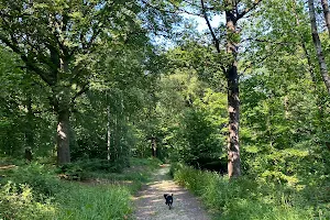 Forêt de Carnelle image