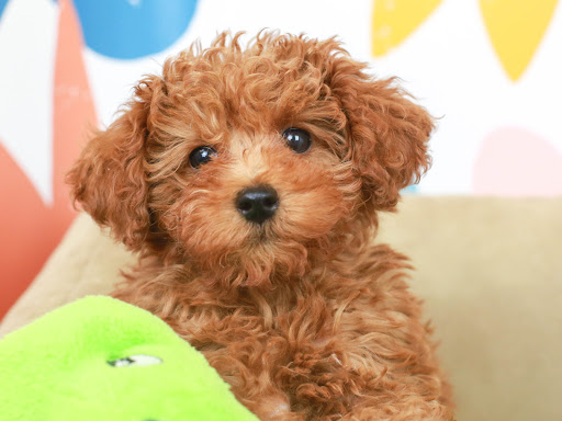 Pet Store «Puppies N Love», reviews and photos, 7700 W Arrowhead Towne Center, Glendale, AZ 85308, USA