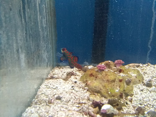 Pet Store «Leesburg Pet Center», reviews and photos, 959 N 14th St, Leesburg, FL 34748, USA