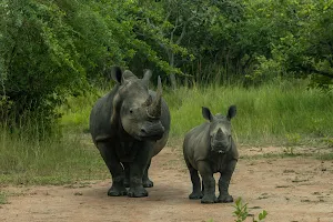 Ziwa Rhino and Wildlife Ranch image