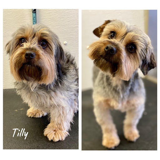 Spring Brook Dog Resort LLC