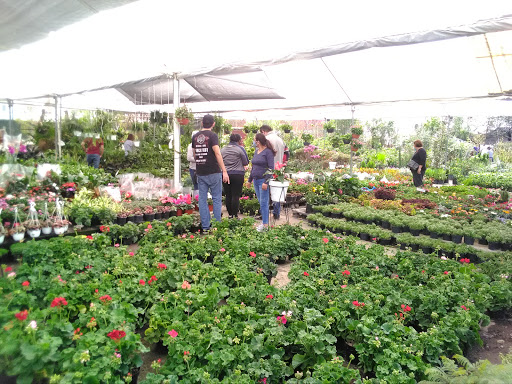 Vivero Girasoles